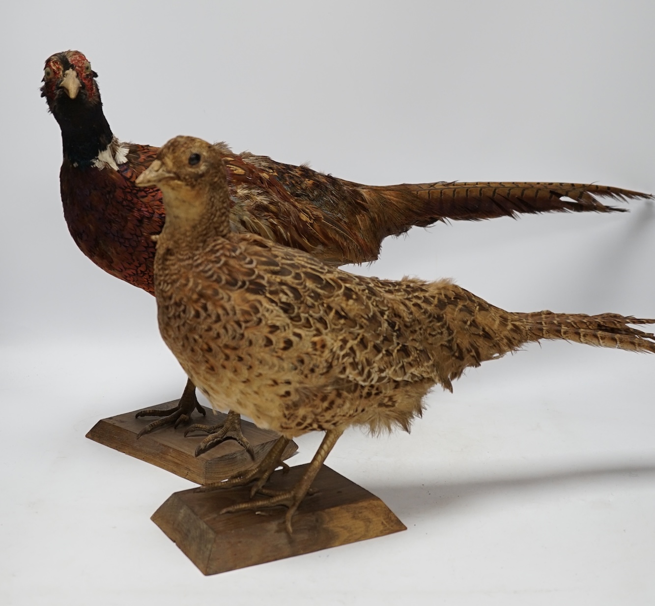 Taxidermy - two pheasants, separately mounted, largest 65cm long. Condition - poor